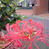 呉服や光永の店頭に咲く彼岸花